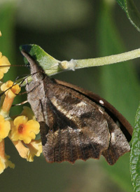 American Snout